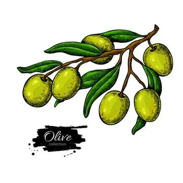 Olive branch. Hand drawn vector illustration. Isolated drawing on white Stock Illustration