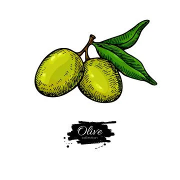 Olive branch. Hand drawn vector illustration. Isolated drawing on white Stock Illustration