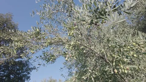 Olive Branch Heavy With Ripe Fruit Under Sunny Mediterranean Sky Before Harvest Stock Footage 344094377