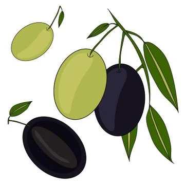 Olive branch Stock Illustration