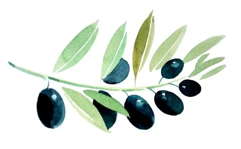 Olive branch Stock Illustration