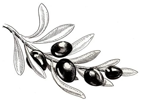 Olive branch Stock Illustration