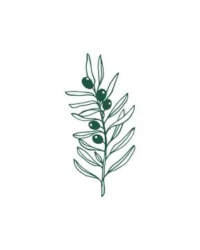 Olive branch illustration Stock Illustration
