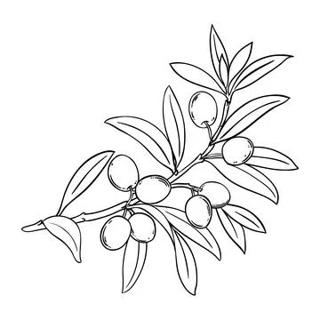 Olive Branch Isolated Outline Illustration. Stock Illustration