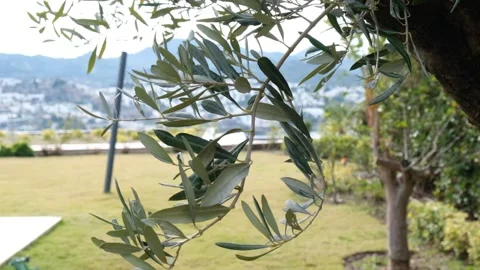 Olive branch with leaves close-up. Stock Footage 148080924