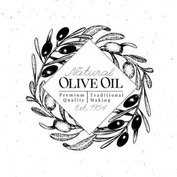 Olive branch logo template. Vector vintage illustration. Hand drawn engraved Stock Illustration