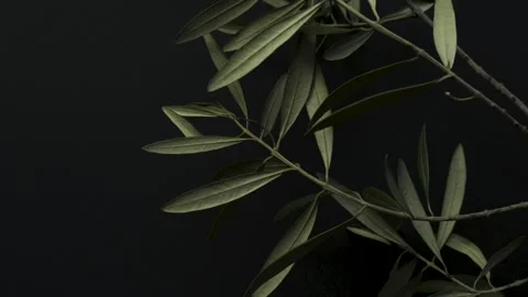 Olive branch macro on black background slow motion copy space 4k Stockbeeldmateriaal 334127683