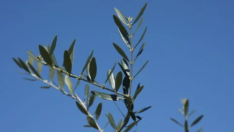 Olive branch that moves with the wind. Blue sky in the background. Stock Footage 124808931