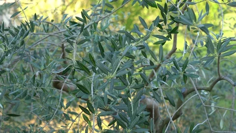 Olive branch that moves with the wind. Blue sky in the background. 動画素材 124809079