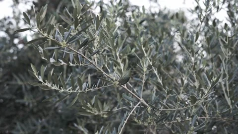 Olive branch moving with the wind Stock Footage 149873911