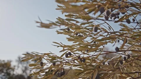 An olive branch with olive fruits develops in the wind in slow motion. Video stock 277164255