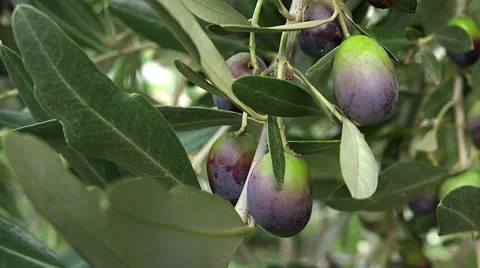  Olive Branch: Olives, extra virgin olive oil, italian traditional agriculture  Stock-Footage 56150701