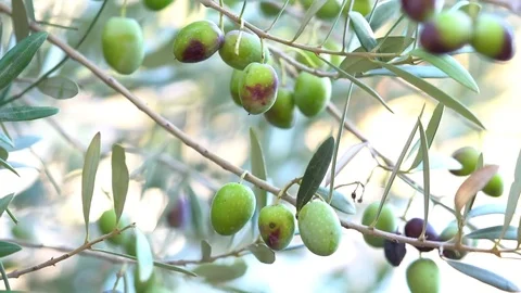 Olive branch with olives in olive tree. Stock Footage 82134482