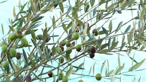 Olive branch with olives in olive tree. Stock Photos