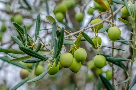 Olive branch with olives Stock Photos