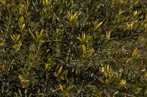 Olive branch Stock Photos