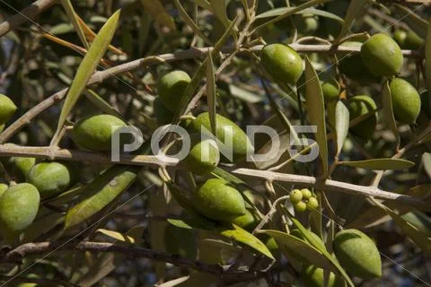 Olive branch Stock Photos