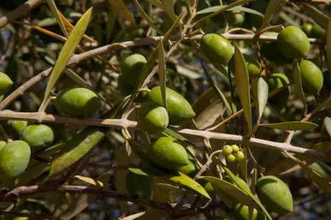Olive branch Foto stock