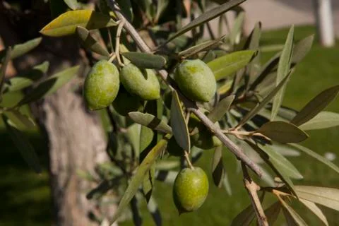 Olive branch Foto stock