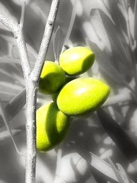 Olive branch Stock Photos