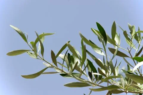 Olive branch Stock Photos