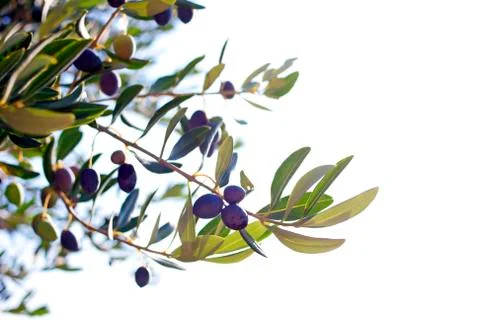 Olive branch Stock Photos