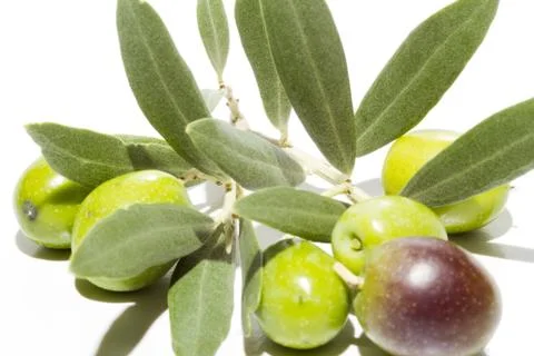 Olive branch Stock Photos