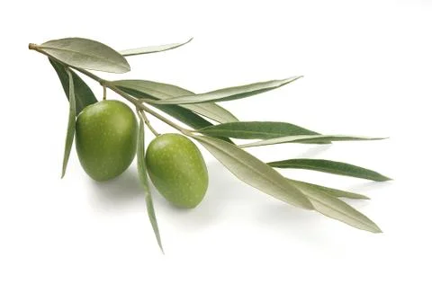 Olive branch Foto stock