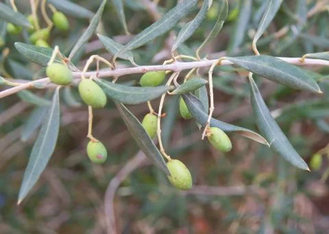 Olive branch Foto stock