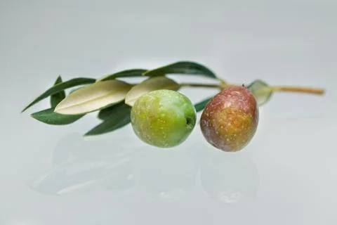 Olive on branch Stock Photos