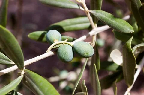 Olive branch Foto stock