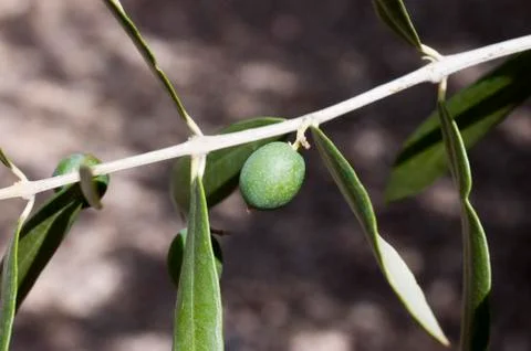 Olive branch Stock Photos
