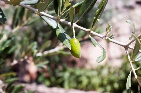 Olive branch Foto stock