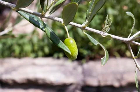 Olive branch Stock Photos