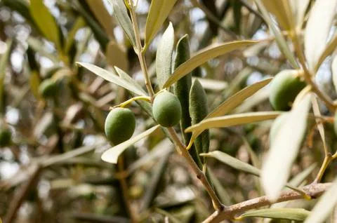 Olive branch Stock Photos