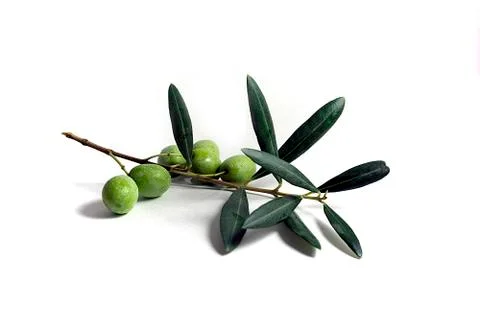 Olive Branch Stock Photos