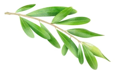 Olive branch Stock Photos