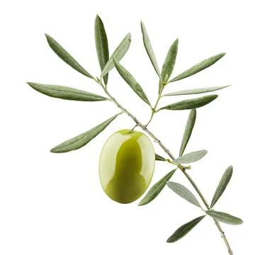 Olive branch Fotos de archivo