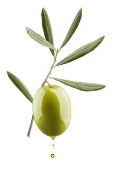 Olive branch Fotos de archivo