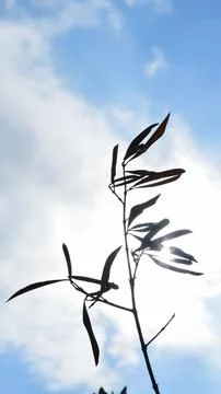 Olive branch Stock Photos