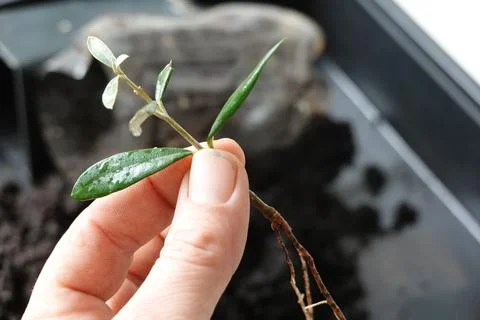 Olive branch with root held by a man. olive tree cutting per branch Stock Photos