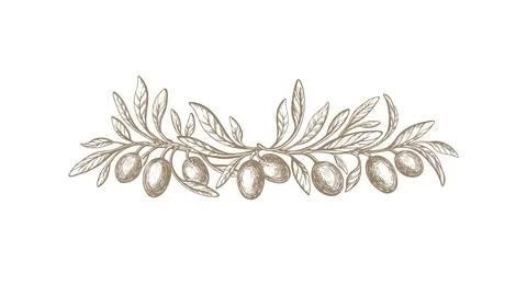 Olive branch, rustic border. Vector texture fruit Stock Illustration