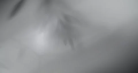 Olive Branch Shadow Stock Footage 276015912