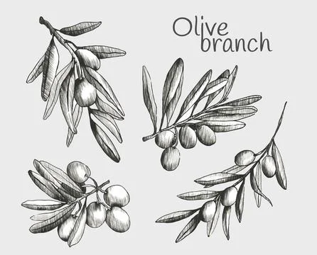 Olive branch sketch set Stock Illustration
