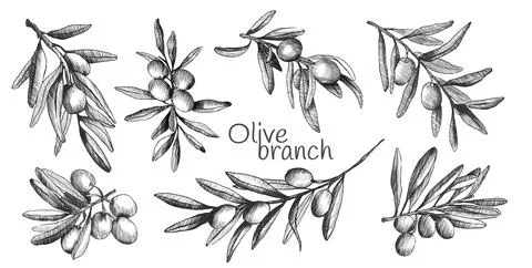 Olive branch sketch set Stock Illustration