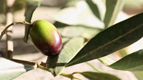 Olive Branch slider macro Stock Footage 131551351