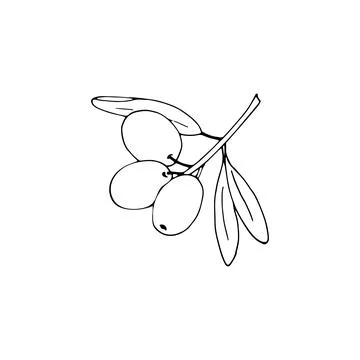 Olive branch small Stock Illustration