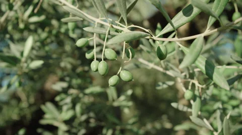 Olive branch with some olives close up Stock Footage 65451688