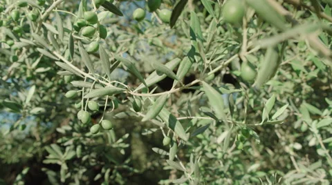 Olive branch with some olives Stock Footage 65451456