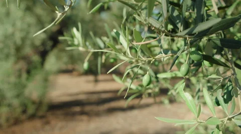 Olive branch with some olives trees at background Stock Footage 65452350